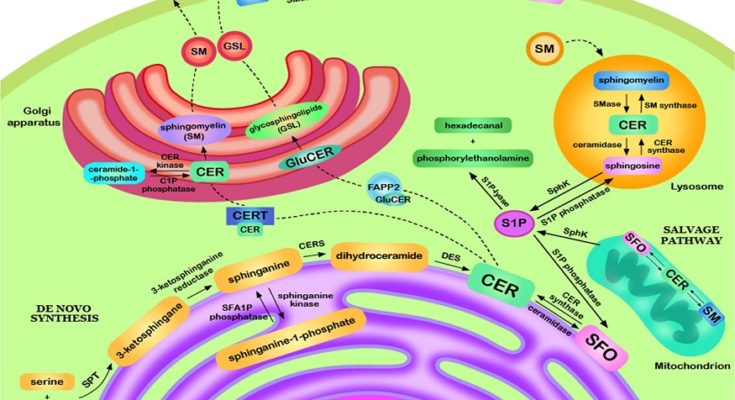 Introduction to Pyrroloquinoline Quinone