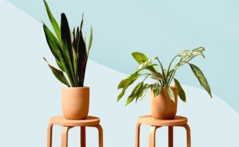 Genius and Trouble-Free Plant Care Tips