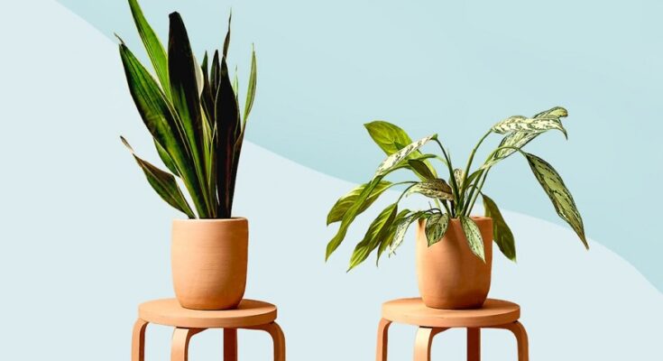 Genius and Trouble-Free Plant Care Tips