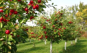 fruits and beauty for your garden