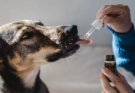 Why should people consider buying CBD oil for dogs